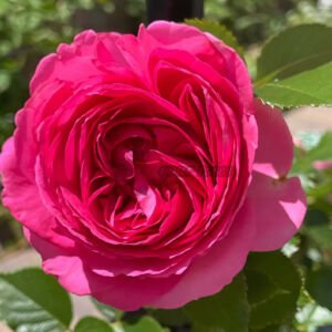 Pink Eden