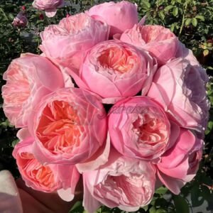 Pink Juliet Romeo