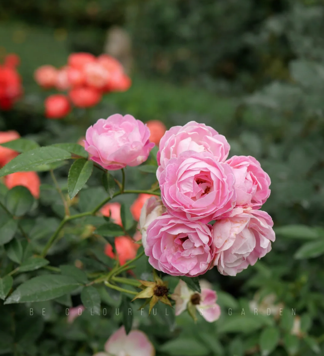 Pink Margo Koster