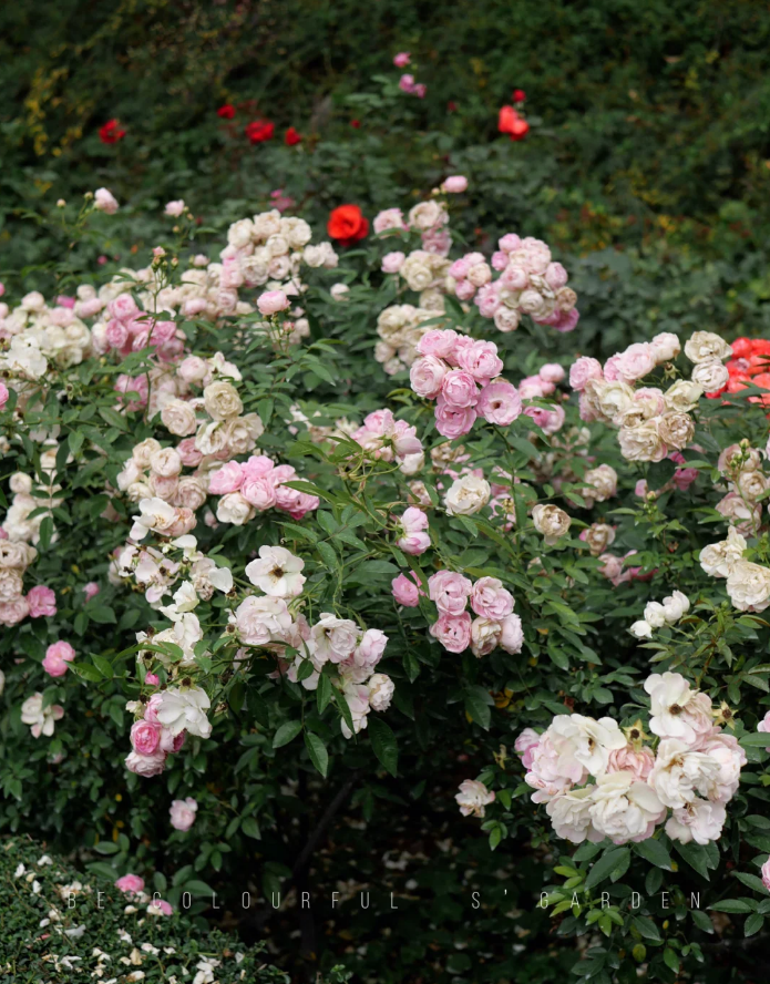Pink Margo Koster