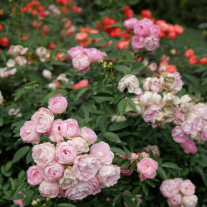Pink Margo Koster