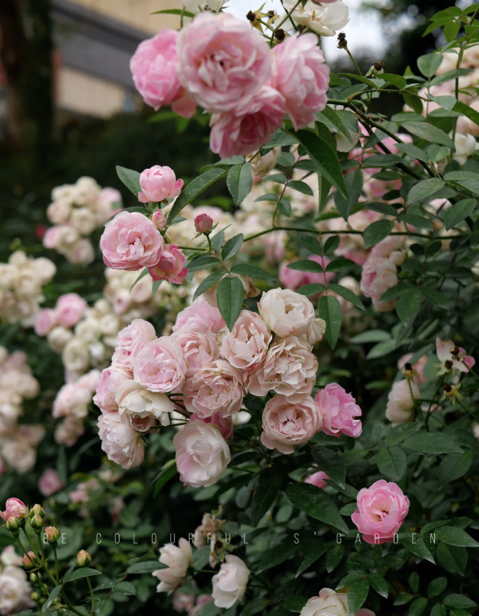 Pink Margo Koster
