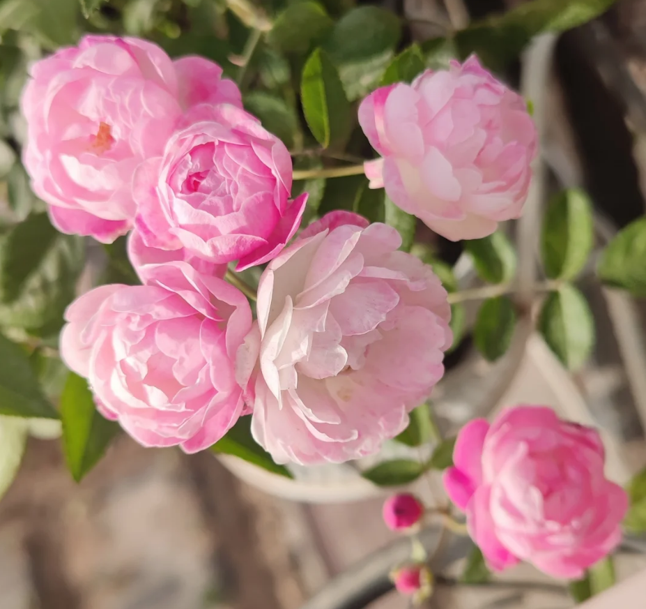 Pink Margo Koster