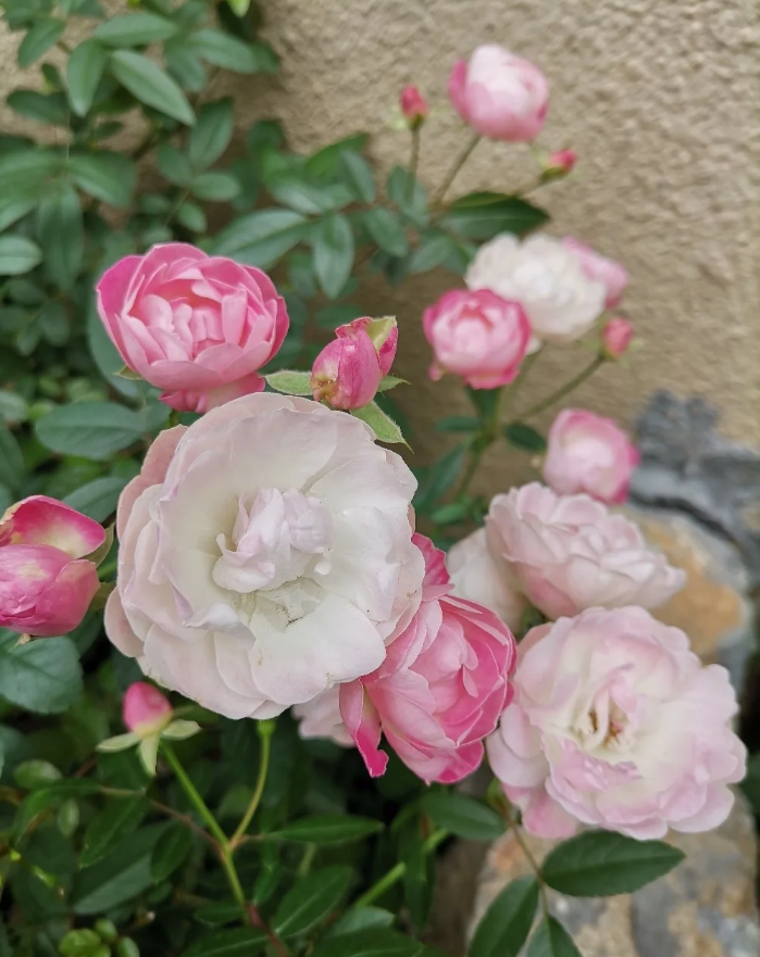 Pink Margo Koster