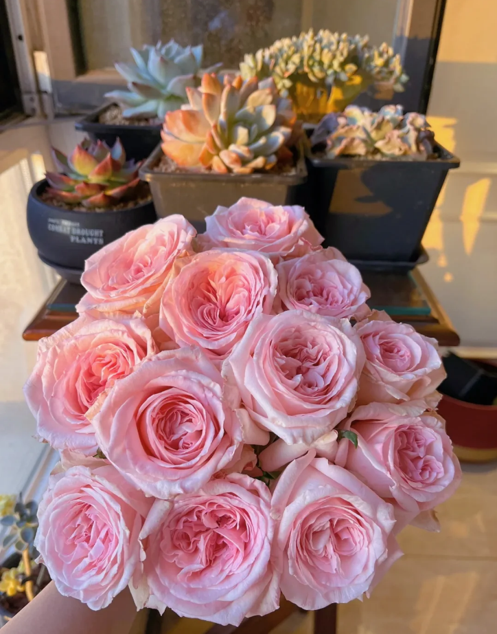 Pink O’Hara