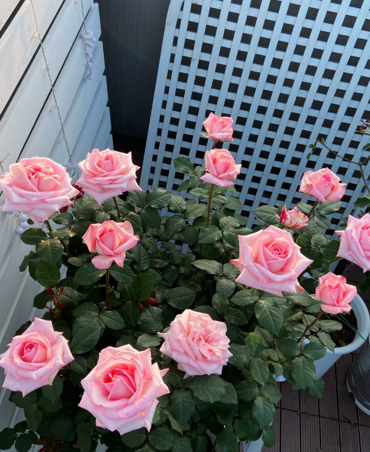 Pink O’Hara