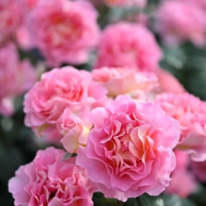 Pink Paradise