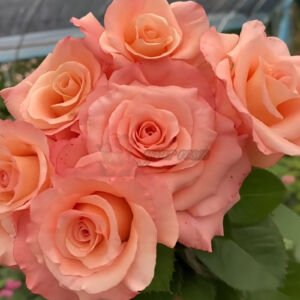 Pink Petticoat
