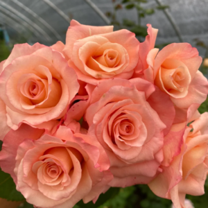 Pink Petticoat