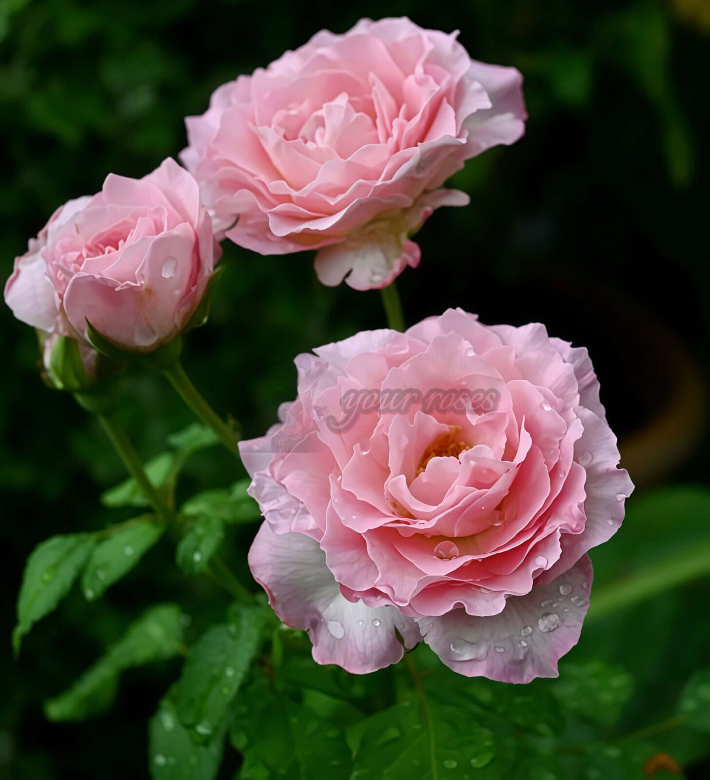 Pink Wave