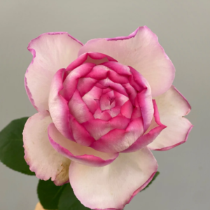 Pink Yves Piaget