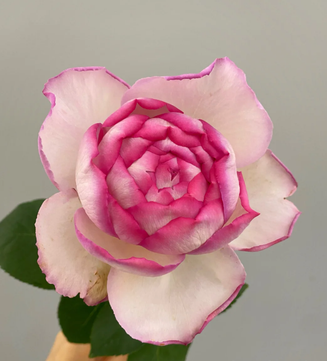 Pink Yves Piaget