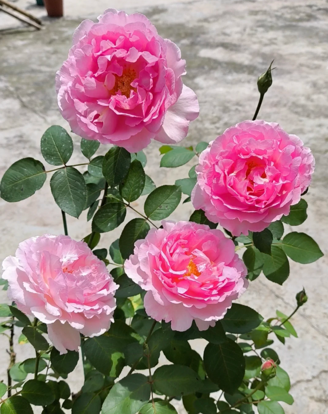 Pink Yves Piaget