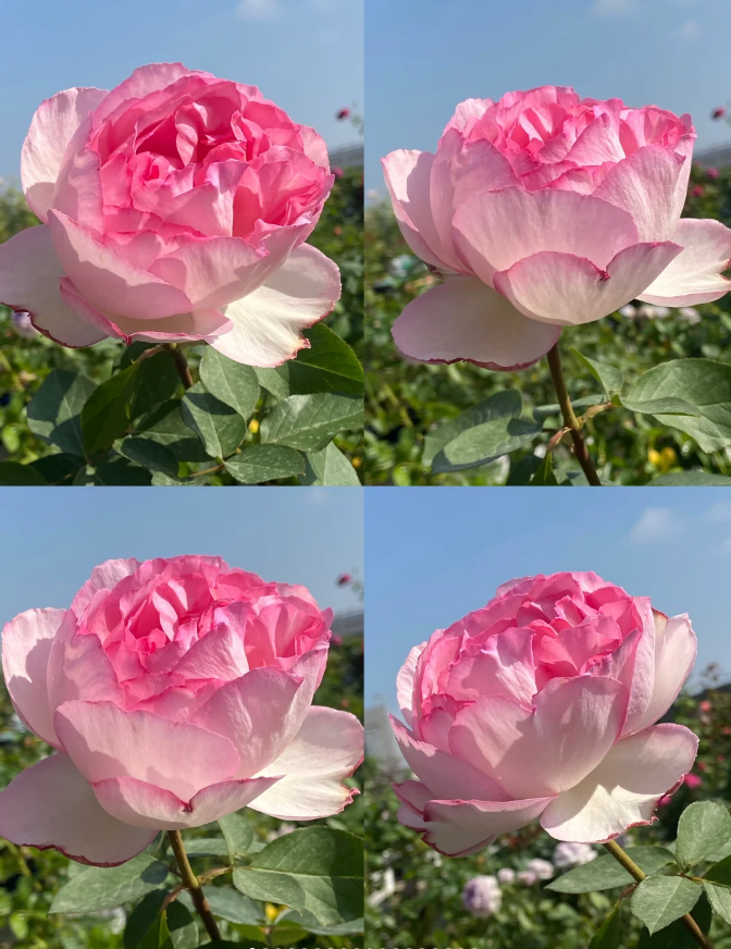 Pink Yves Piaget