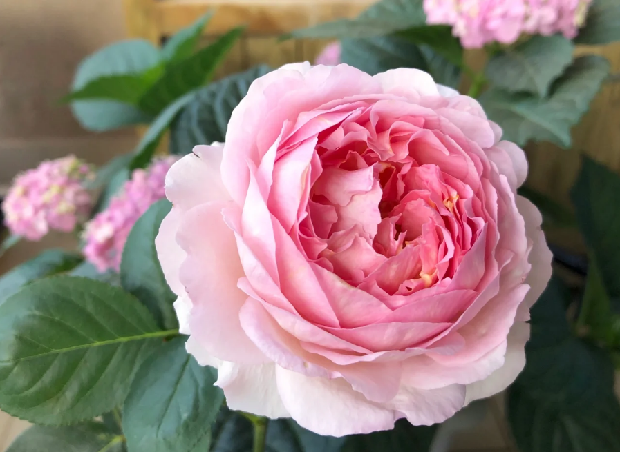 Pink Yves Piaget
