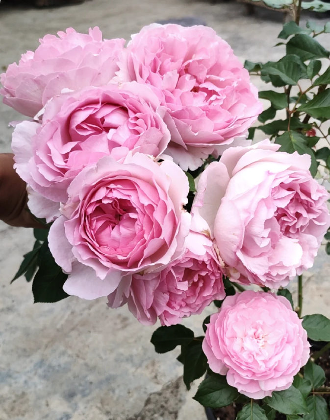 Pink Yves Piaget