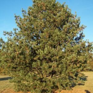 Pinus 'Vanderwolf'