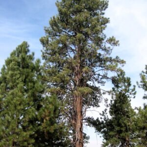 Pinus ponderosa