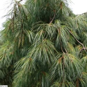 Pinus 'Pendula'