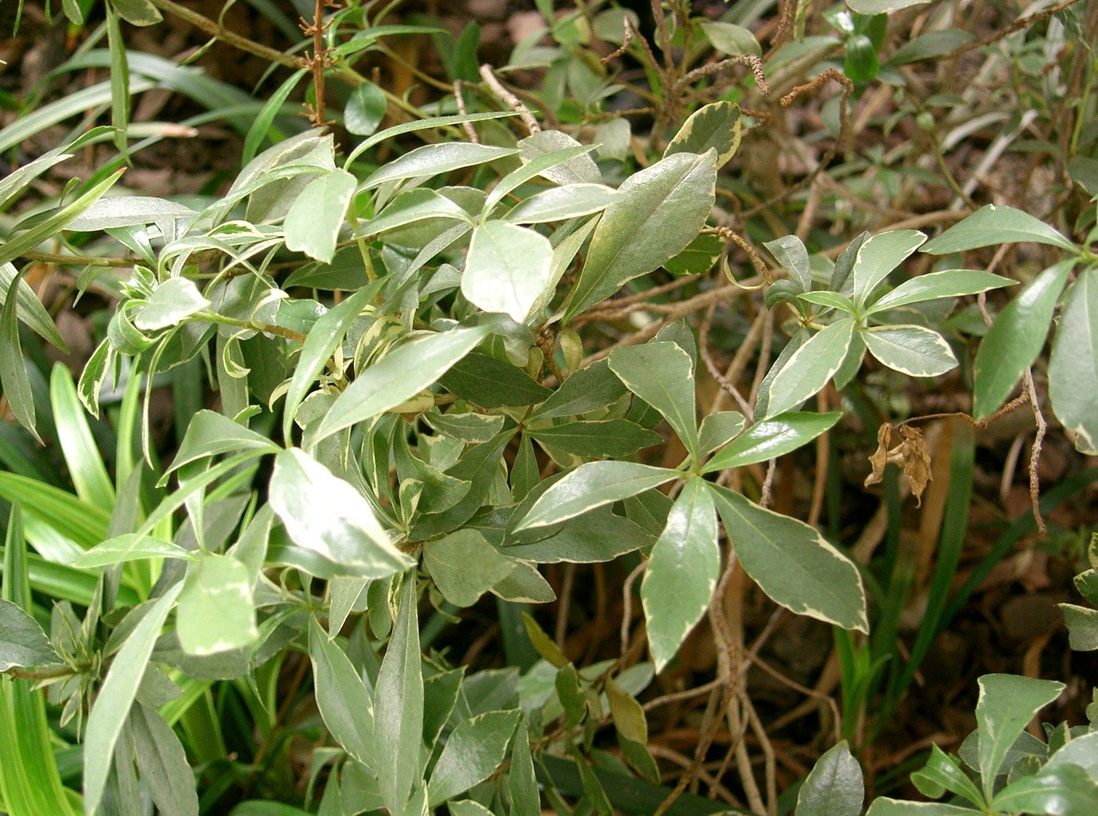 Pittosporum 'Variegata'