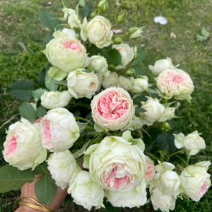 Pompon Veranda