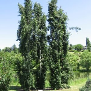Populus 'Erecta'