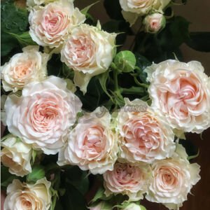 PorcelAIn Lace