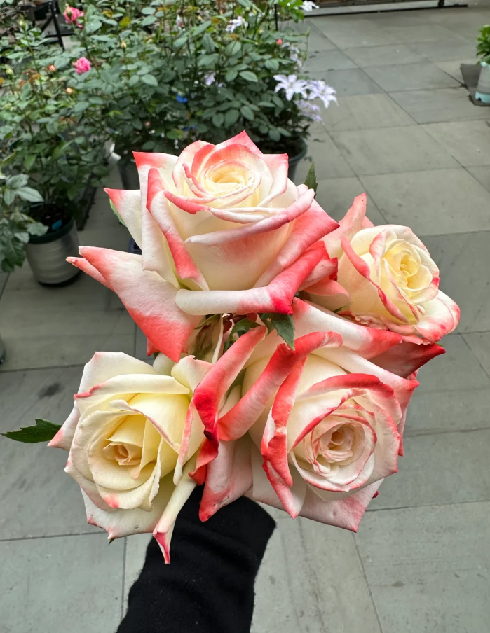 Por Cal