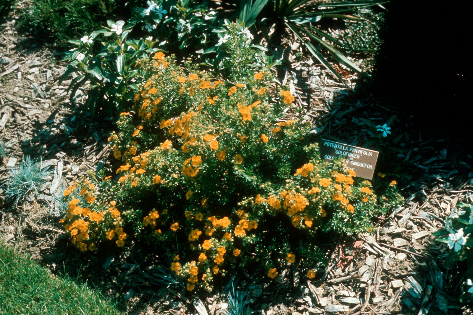 Potentilla 'Goldfinger'