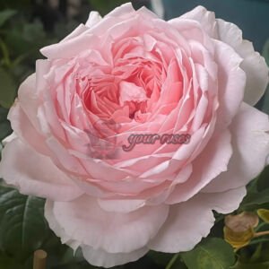 Pretty Yuto