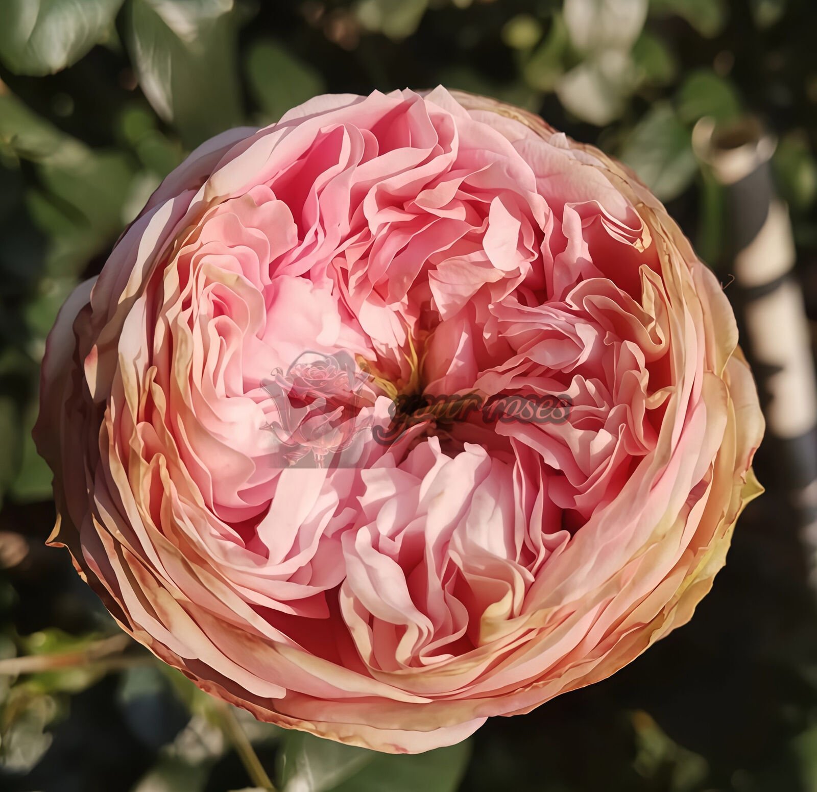 Pride of Jane