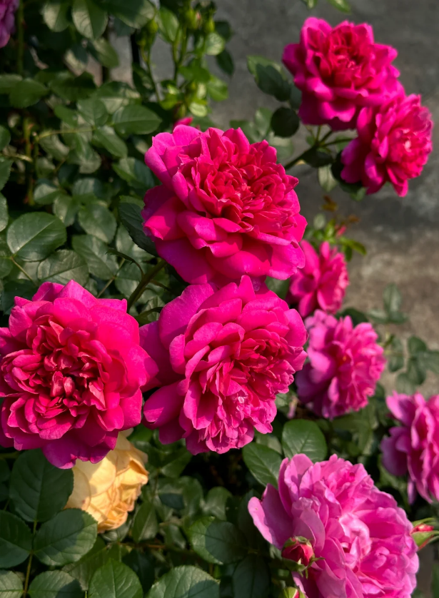 Princess Anne