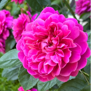 Princess Anne