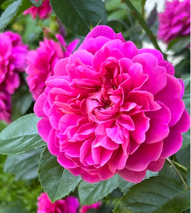Princess Anne