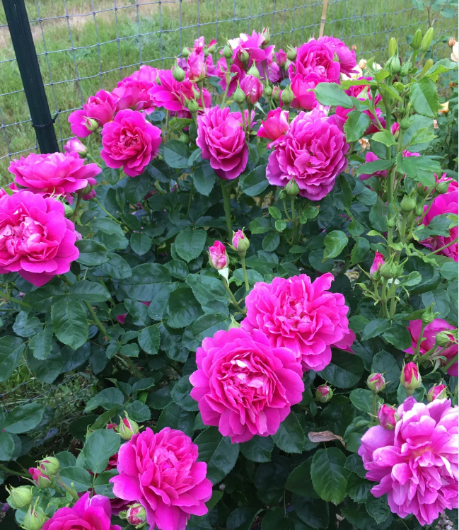 Princess Anne