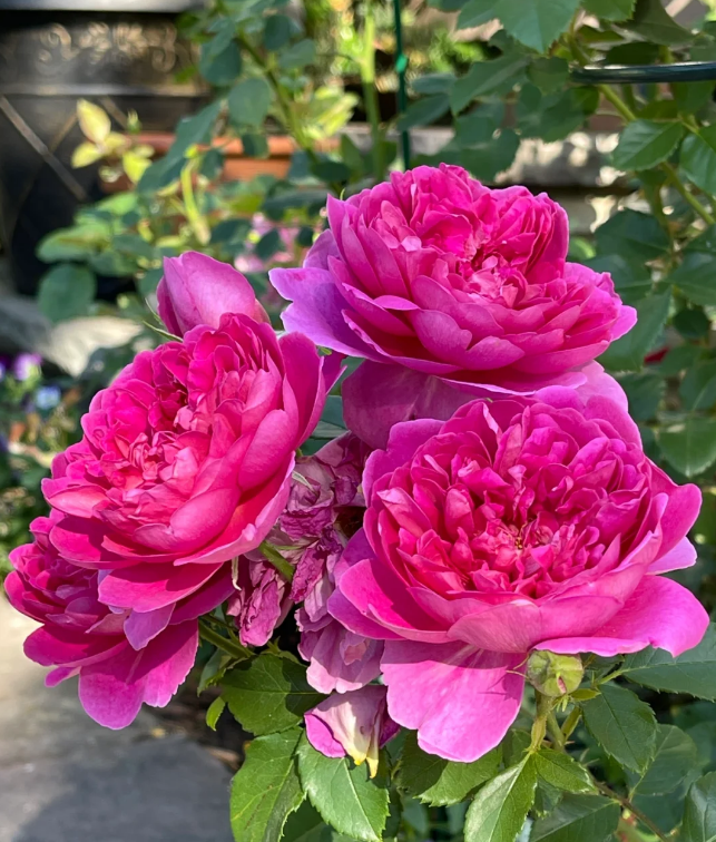 Princess Anne