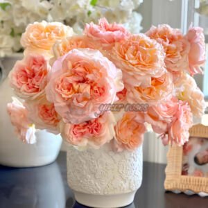 Princess Holly’s Hope