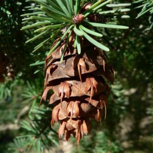 Pseudotsuga 'Douglas Fir'