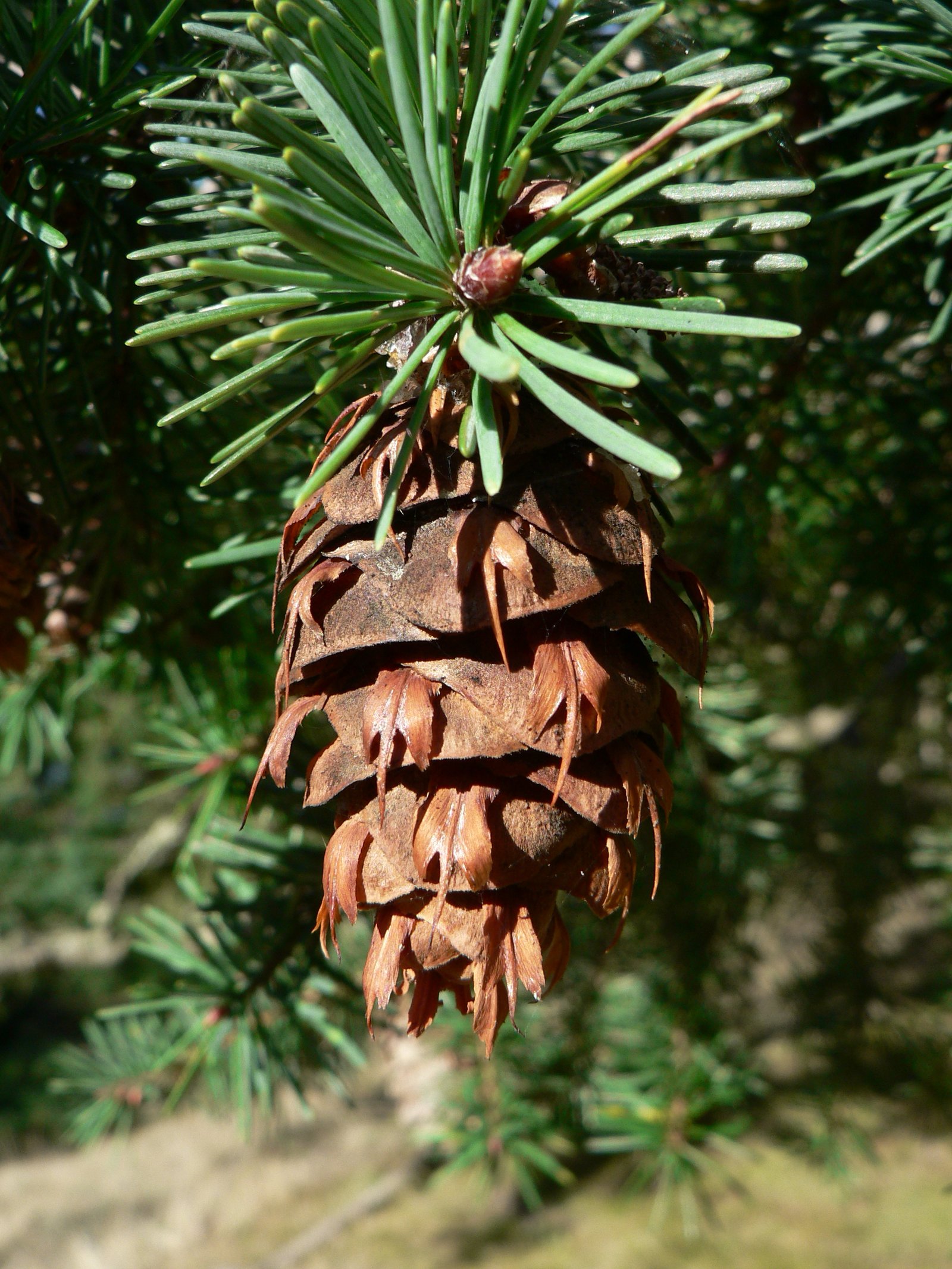 Pseudotsuga 'Douglas Fir'