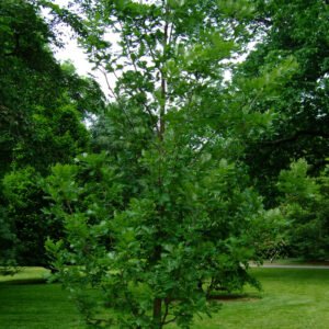 Quercus frainetto 'Schmidt'