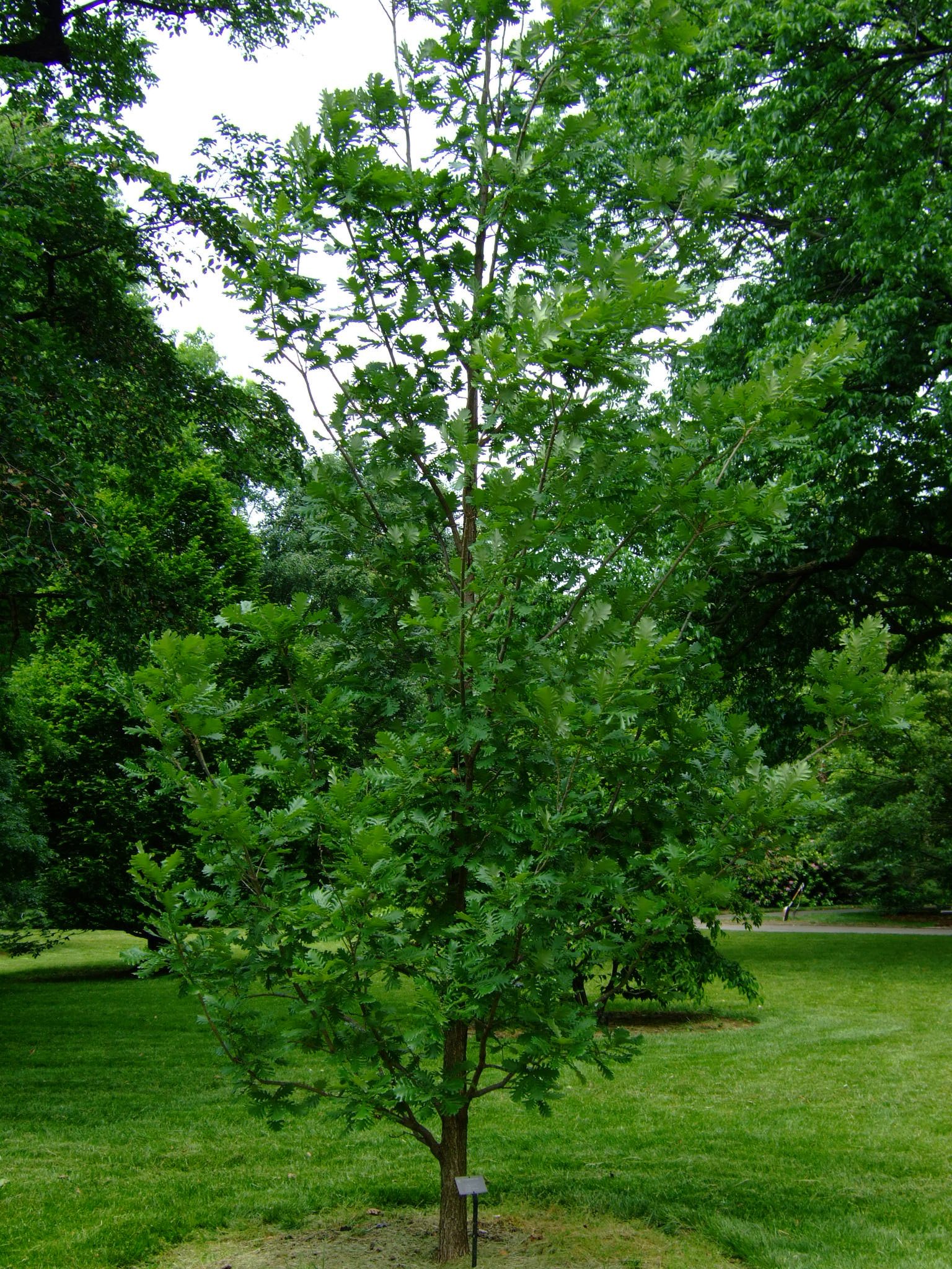 Quercus frainetto 'Schmidt'