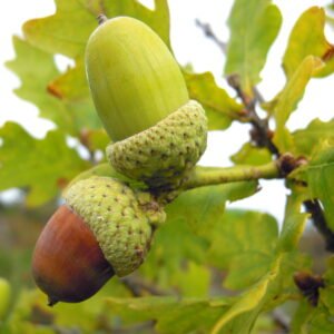 Quercus robur 'Long'