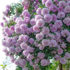 Rainy Blue Climbing Roses