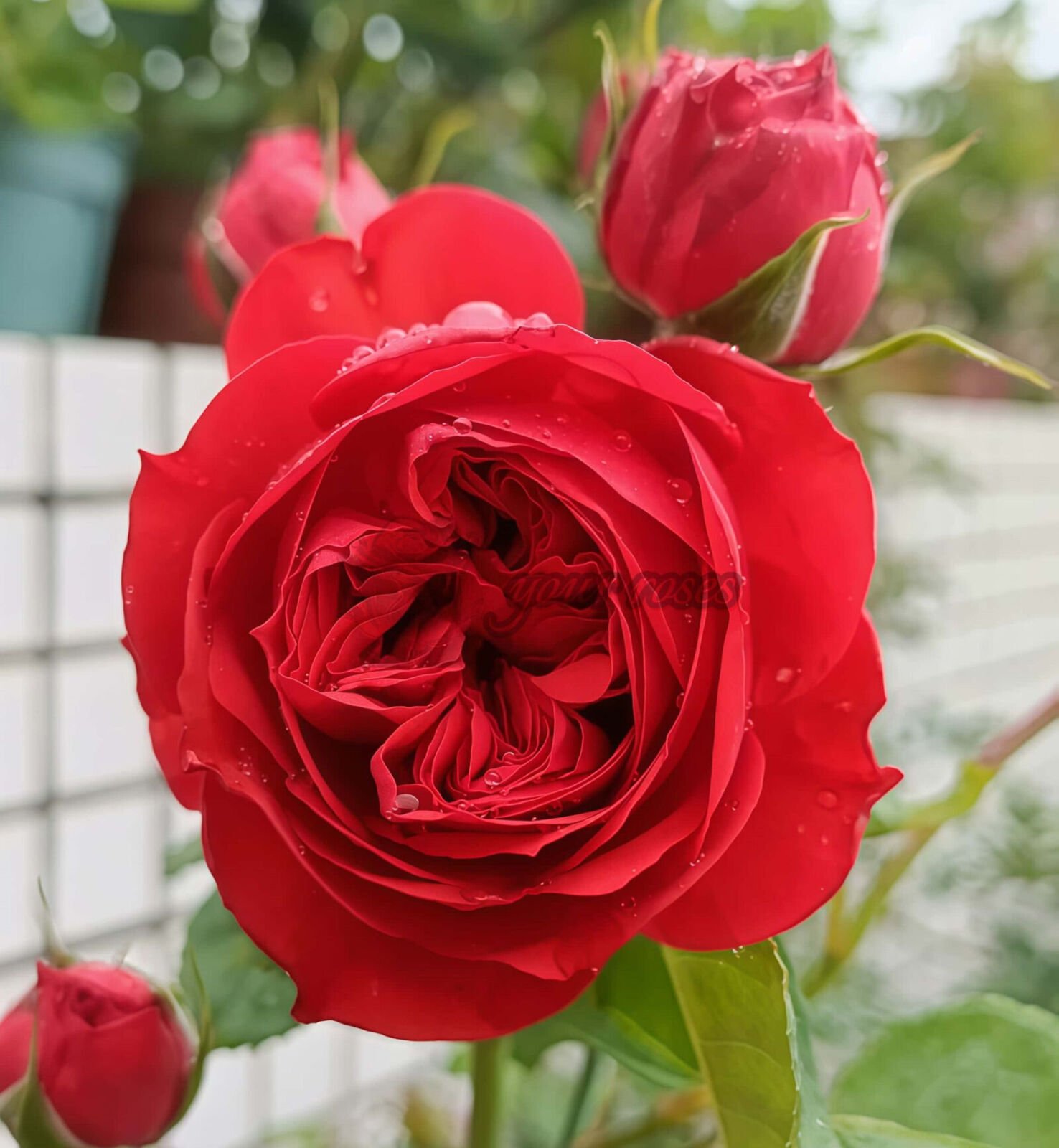 Red Apple