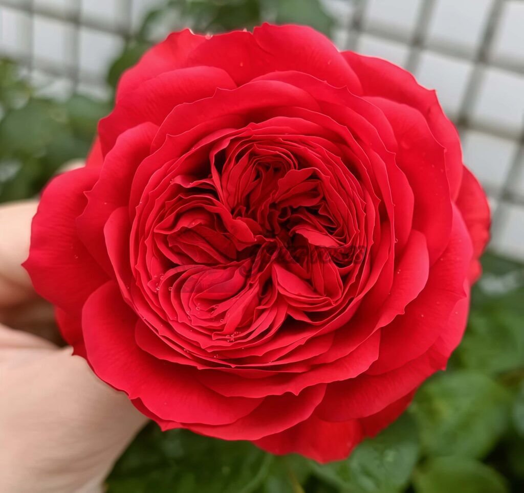 Red Apple