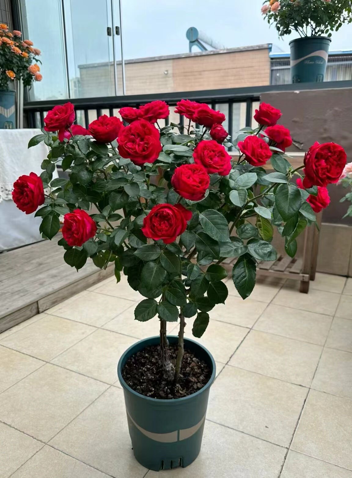 Red Ede