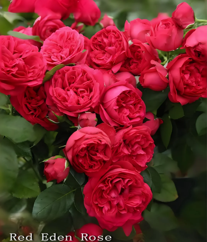 Red Ede