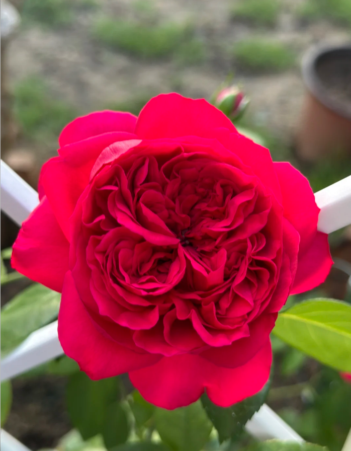 Red Ede
