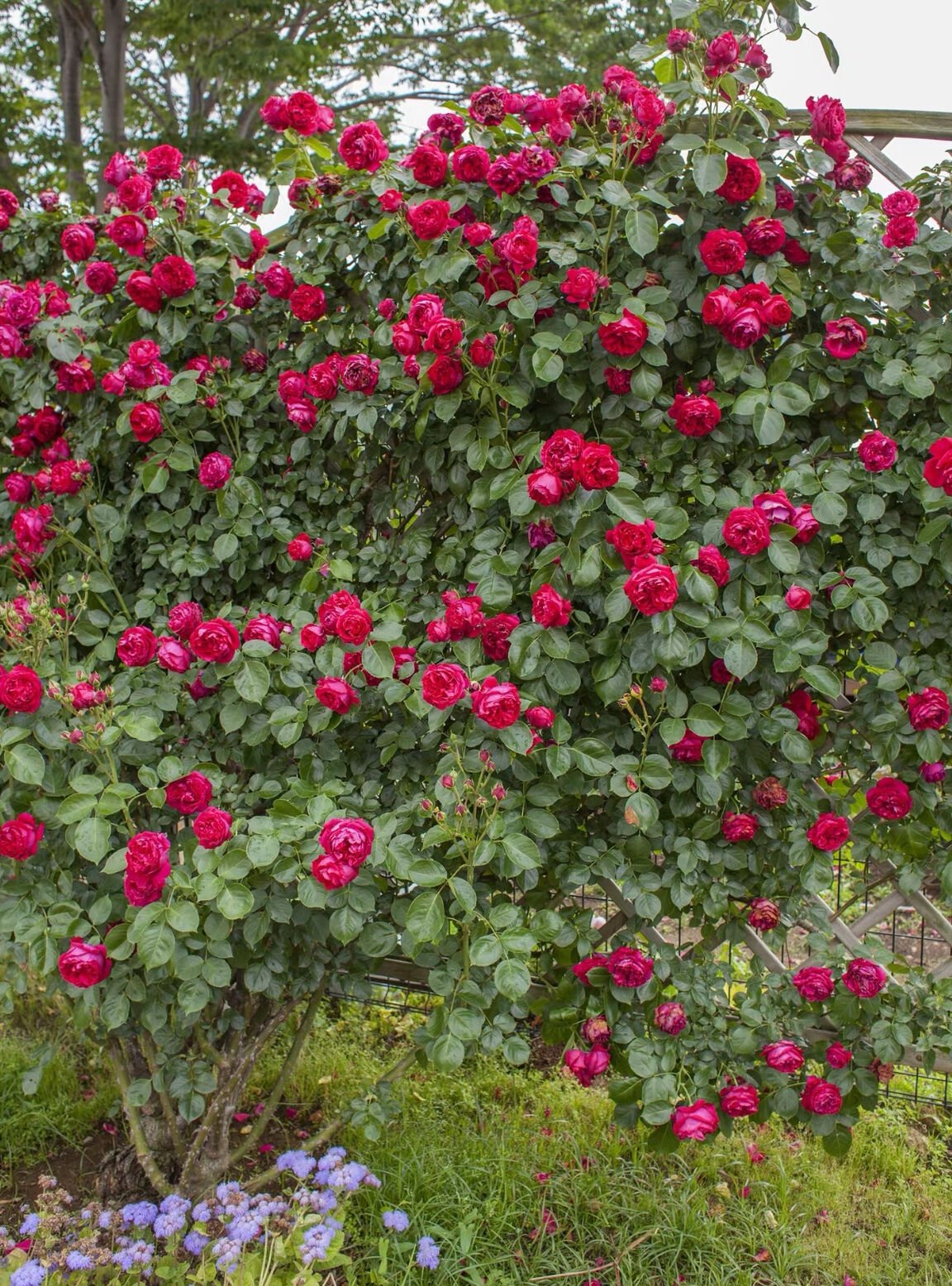 Red Ede