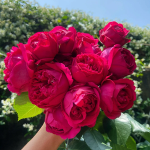 Red Ede